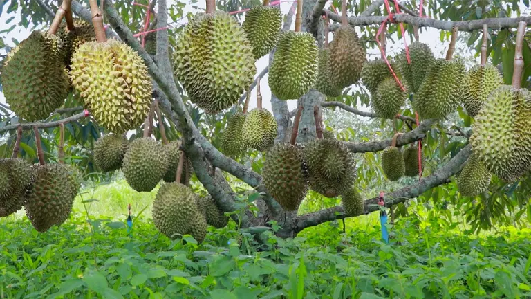 Durian Tree