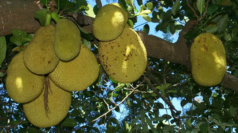 Jackfruit Tree