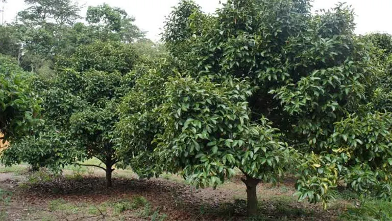 Mangosteen Tree