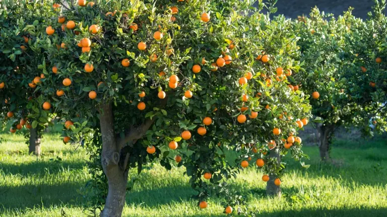 Orange Tree