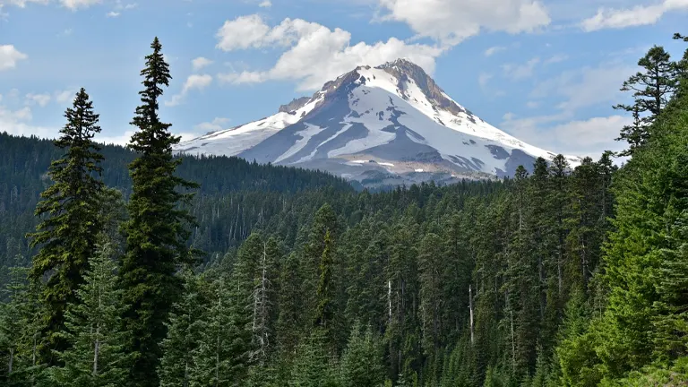 Abies Procera Tree