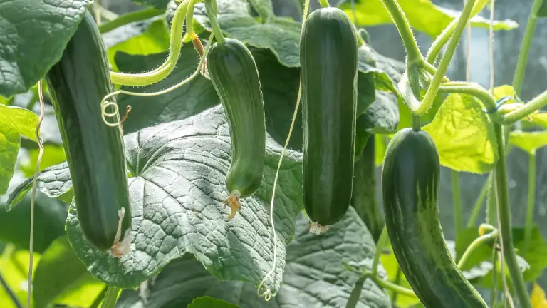 Cucumber Plant