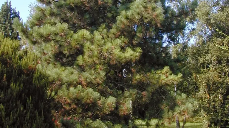 Big Cone Pine Tree