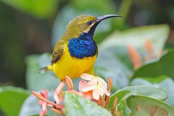Olive-Backed Sunbird perched on a pink and orange flower