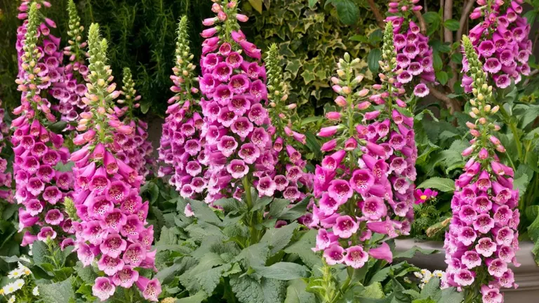 Foxglove Plant