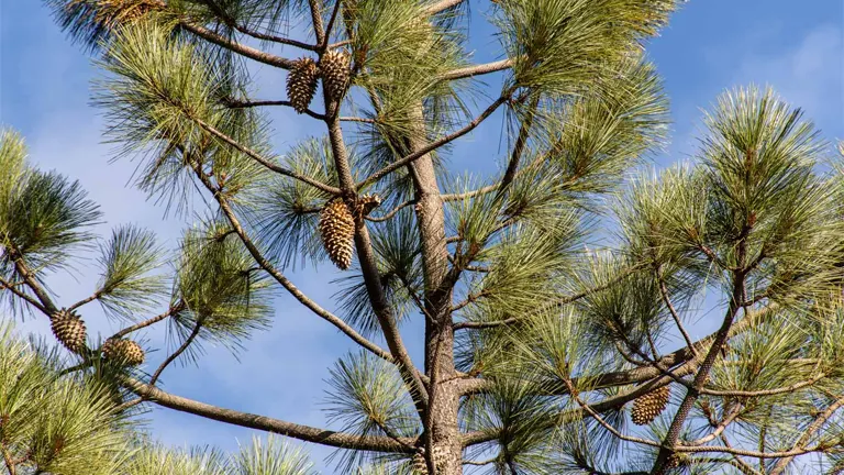 Big Cone Pine Tree