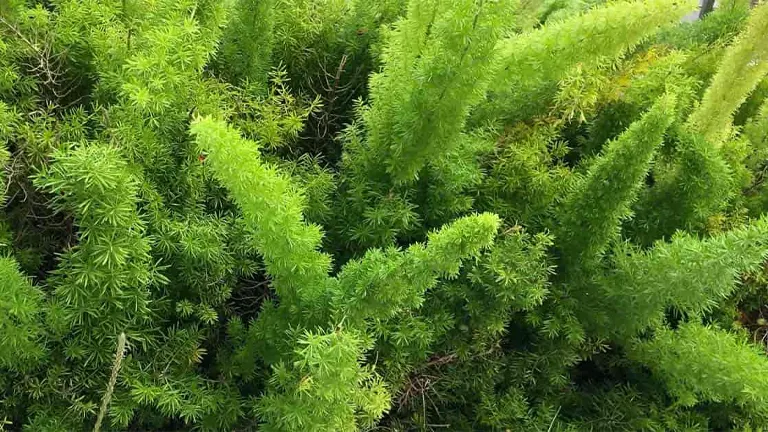 Foxtail Fern Plant