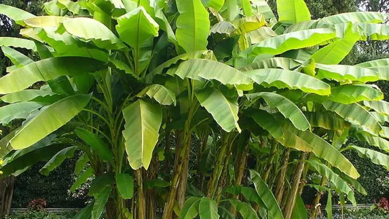 Banana Tree