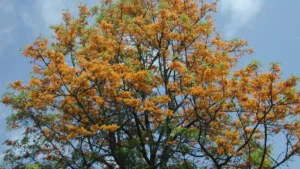 Silky Oak