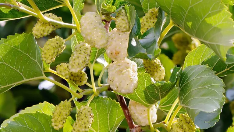 White Mulberry