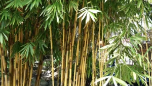 Golden Bamboo