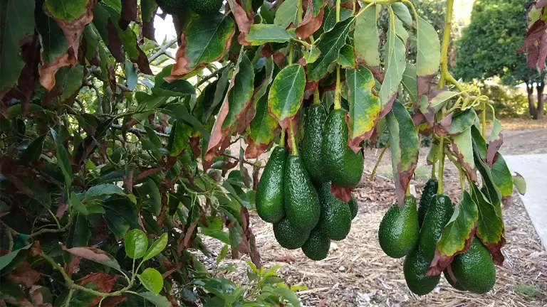 Pinkerton Avocado