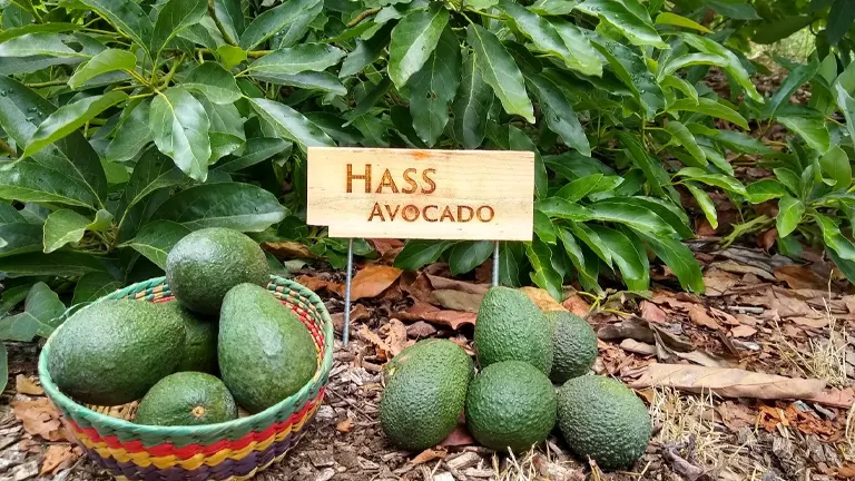 Hass Avocado