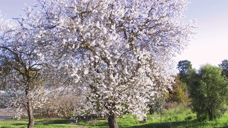 Valencia Almond Tree