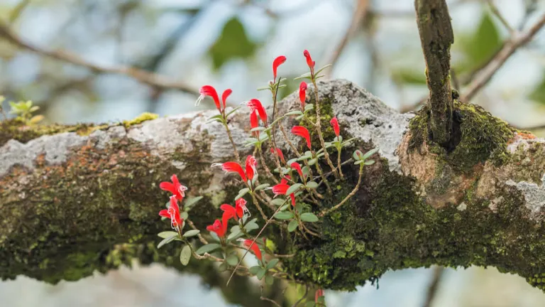 Lipstick Plant