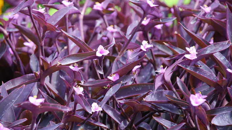 Purple Heart Plant