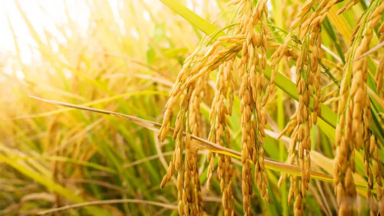 Rice Plant