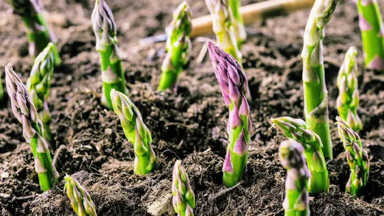 Asparagus Plant