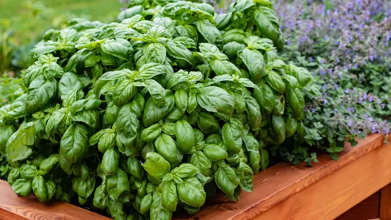 Basil Plant