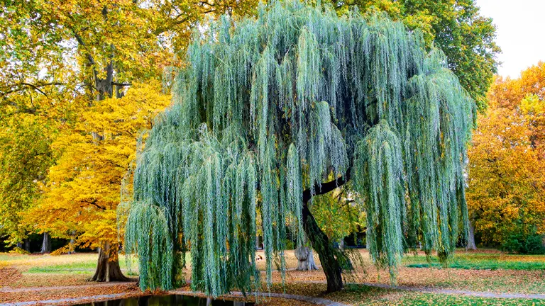 Willow Tree