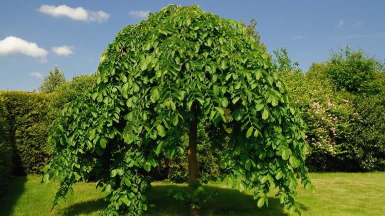 Mulberry Tree