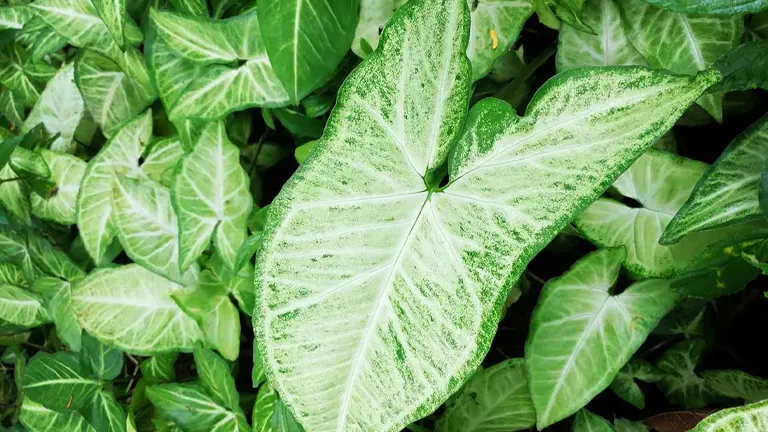 Arrowhead Plant