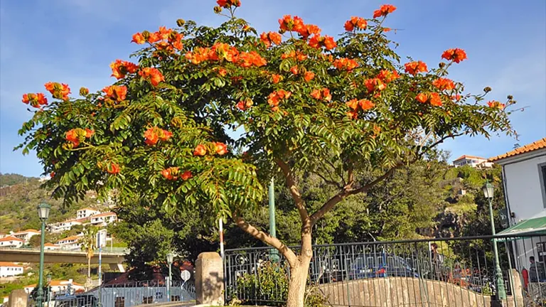 Tulip Tree