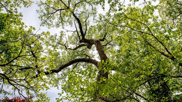 Cottonwood Tree