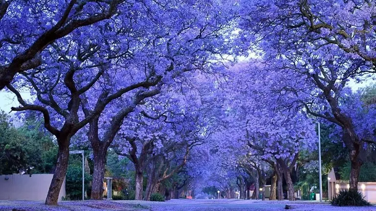 Jacaranda Tree