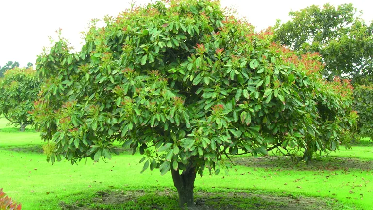 Avocado Tree