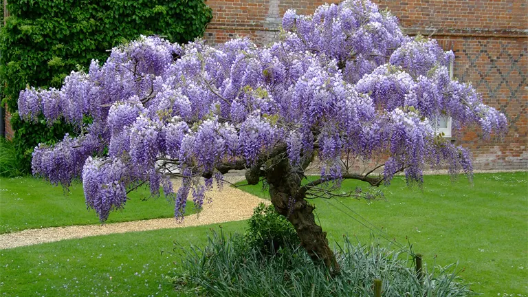 Wisteria Tree