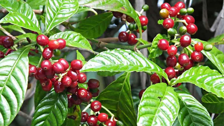 Coffee Plant