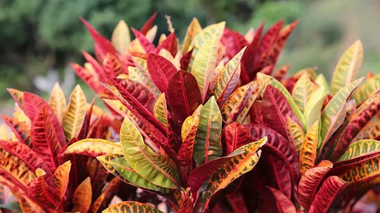 Croton Plant