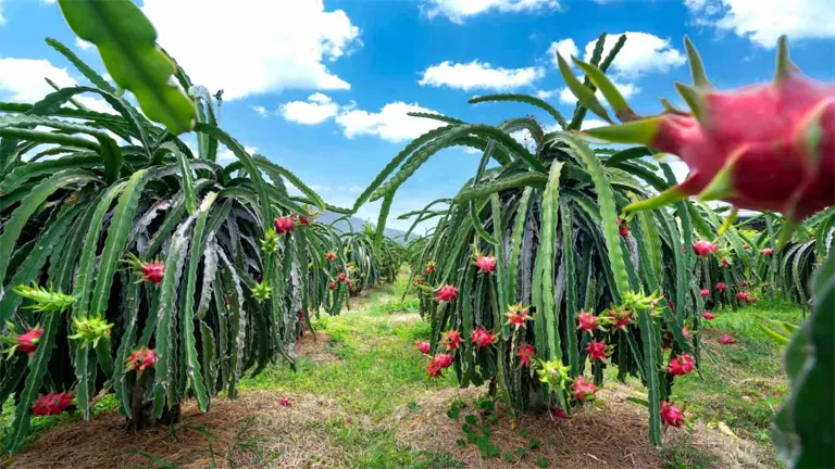 Dragon Fruit Plant