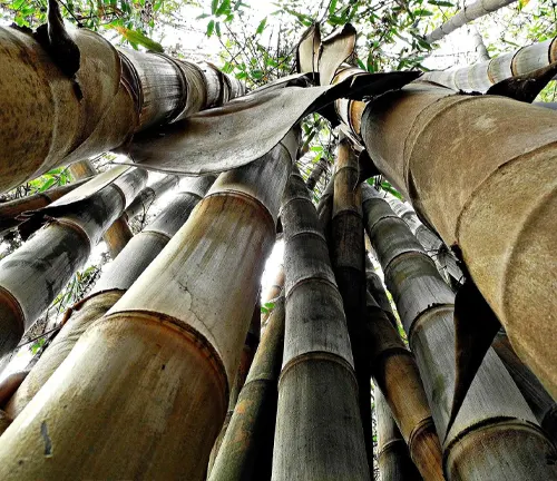 Giant Bamboo
(Dendrocalamus giganteus)