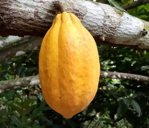 Forastero 
(Theobroma cacao var. forastero)