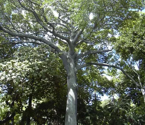 Ceiba pentandra
(Kapok Tree)