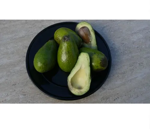 Plate of Pinkerton Avocados, some whole, some cut open, on a gray surface.