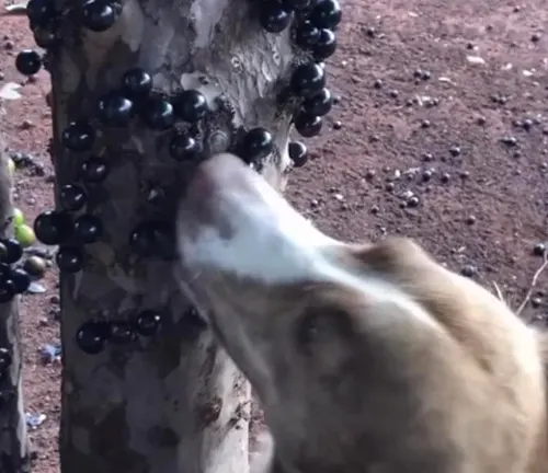 Dog sniffing Sabará Jabuticaba Tree
