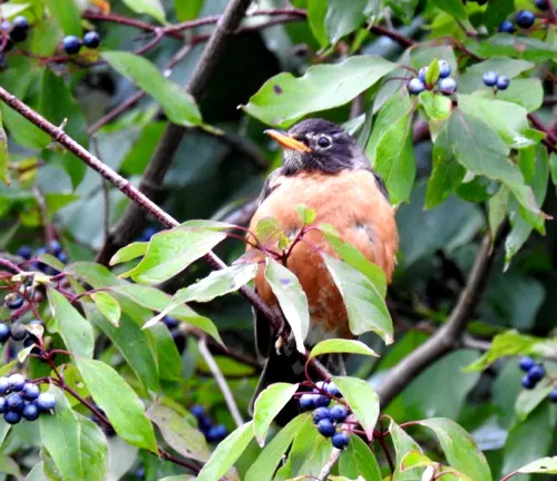 Robin on Sargent Crabapple Tree