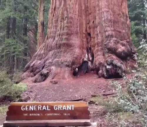 General Sherman Tree with sign ‘The Nation’s Christmas Tree’