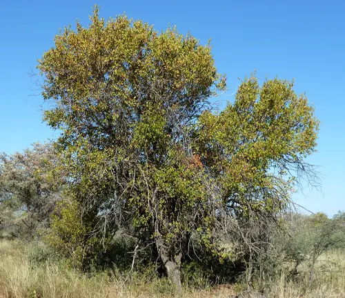 Combretum apiculatum
(Knobby-Leaved Combretum)