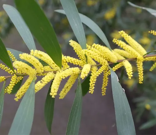 Acacia longifolia
(Sydney Golden Wattle)