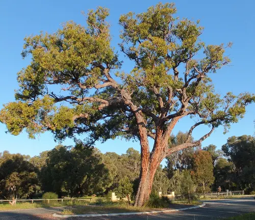 Eucalyptus marginata
(Jarrah)