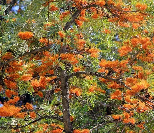A Silky Oak tree in full bloom, adorned with vibrant orange flowers and lush green leaves against a backdrop of blue sky
