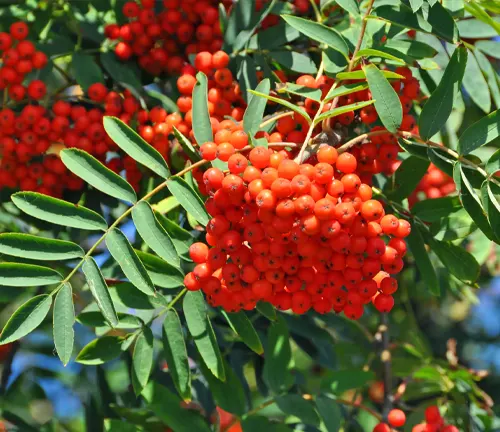 Sorbus aucuparia
(Common Rowan or European Rowan)