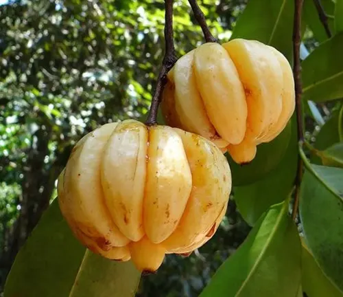 Two yellow-orange Garcinia gummi-gutta fruits hanging from a branch with green leaves