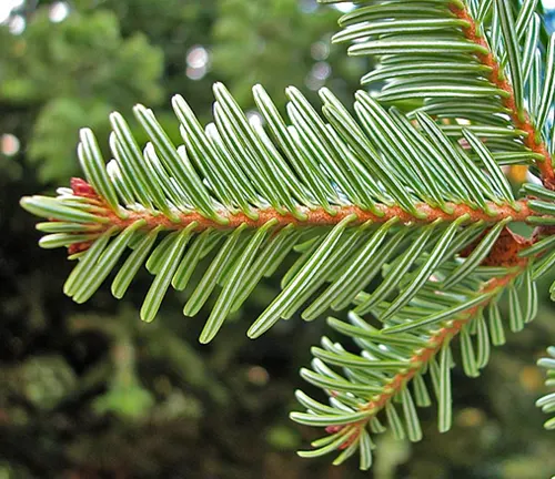 Close-up of green and glossy Abies alba needles arranged in a spiral pattern around a reddish-brown branch