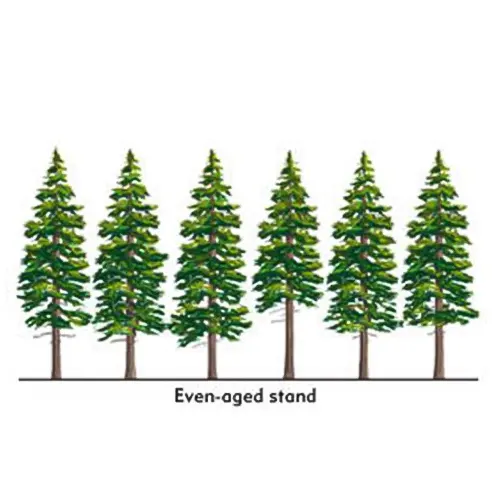 Illustration of an even-aged stand of trees, representing timber harvesting