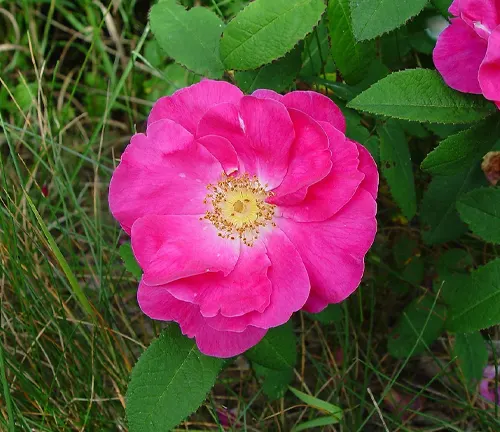 Close-up of a pink Rosa gallica flower with green leaves in the background